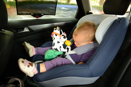 Pass out driving to Oxford holding Cow